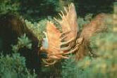 Moose fighting