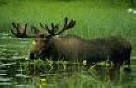 Moose feeding in pond