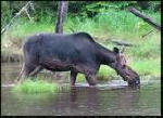 Moose!