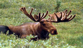 moose