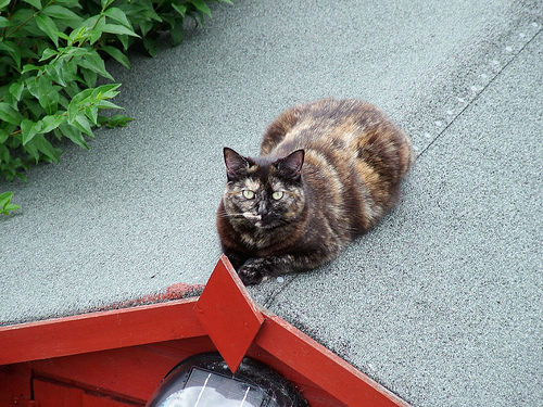 Tes the cat, surfing on the shed